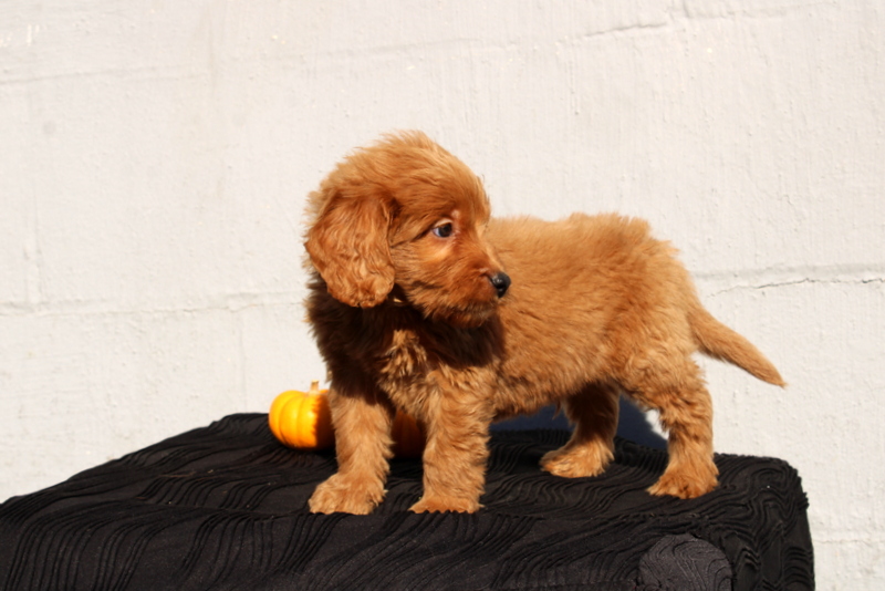 puppy, for, sale, Mini Goldendoodle F1, Matthew B. Stoltzfus, dog, breeder, Gap, PA, dog-breeder, puppy-for-sale, forsale, nearby, find, puppyfind, locator, puppylocator, aca